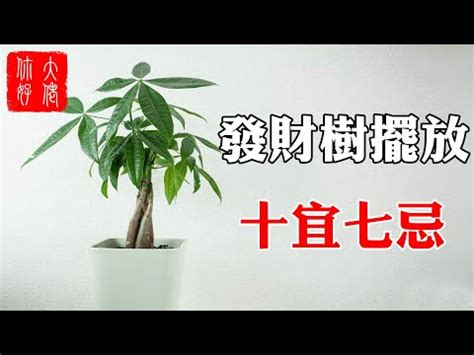 進財樹風水|【風水】發財樹擺放，十宜七忌，擺在此處，家。